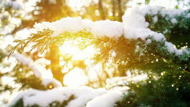 Renungan Matius 5:11 “Berbahagialah orang yang dianiaya karena kebenaran”